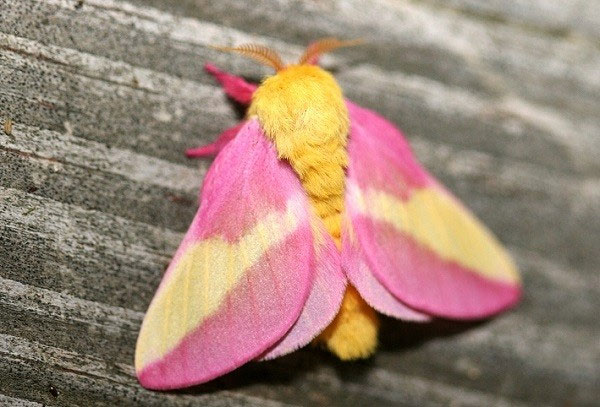 Picture 15 of Who said insects are ugly