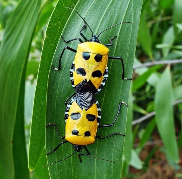 Picture 16 of Who said insects are ugly