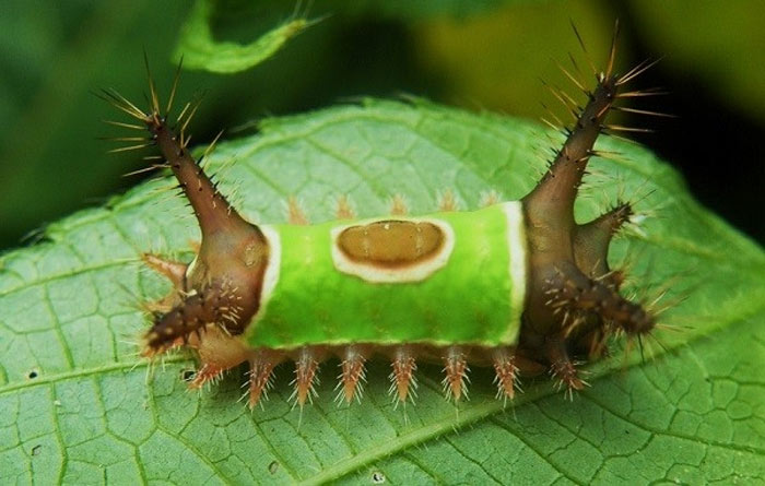 Picture 18 of Who said insects are ugly