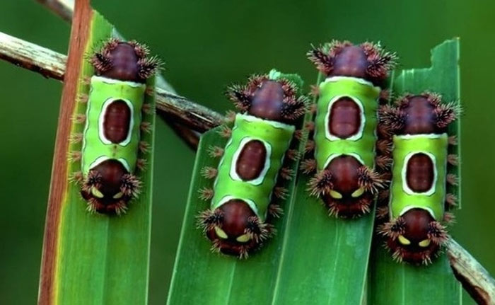 Picture 19 of Who said insects are ugly