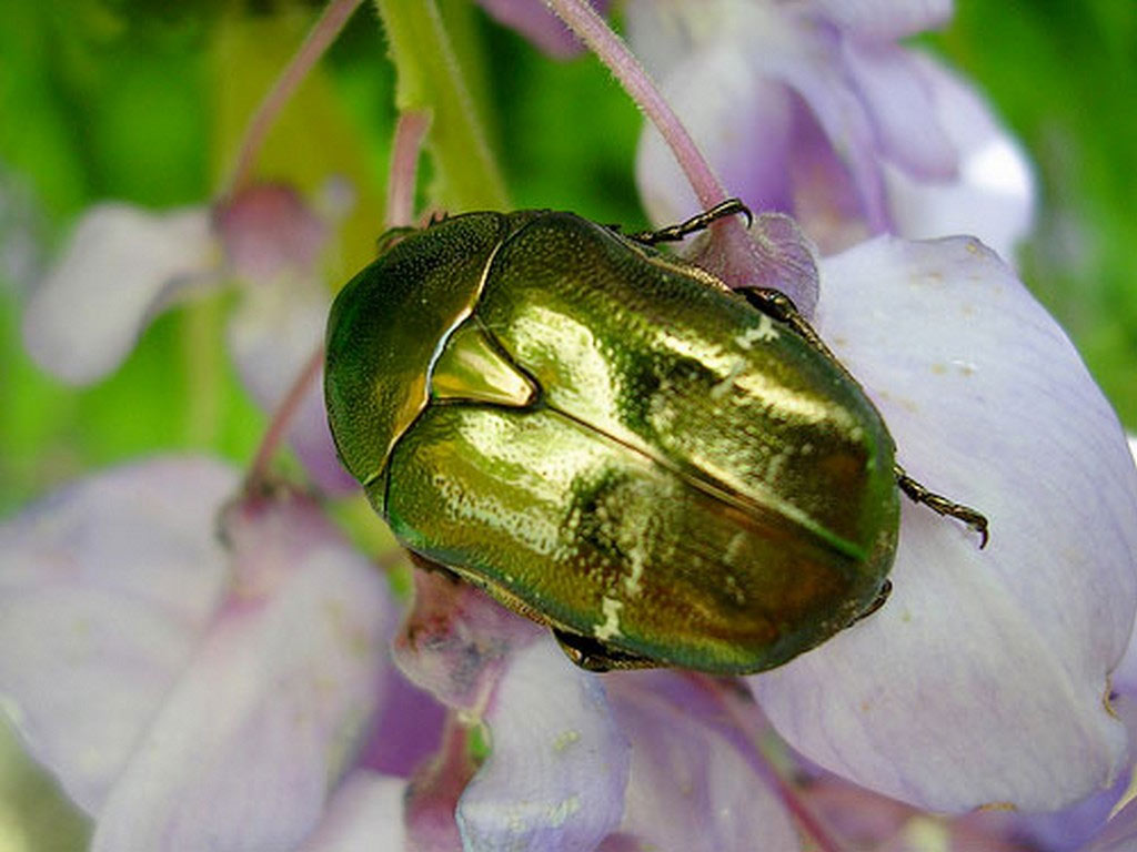 Picture 20 of Who said insects are ugly