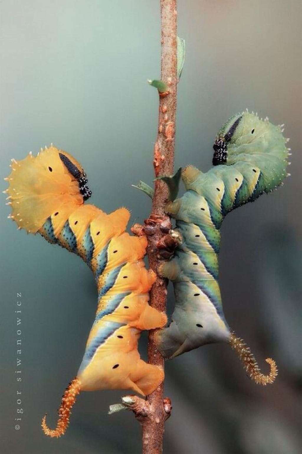 Picture 21 of Who said insects are ugly