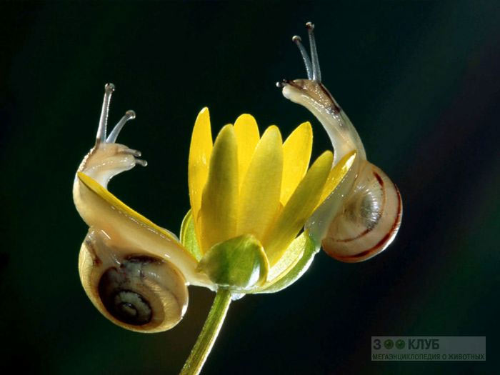 Picture 22 of Who said insects are ugly