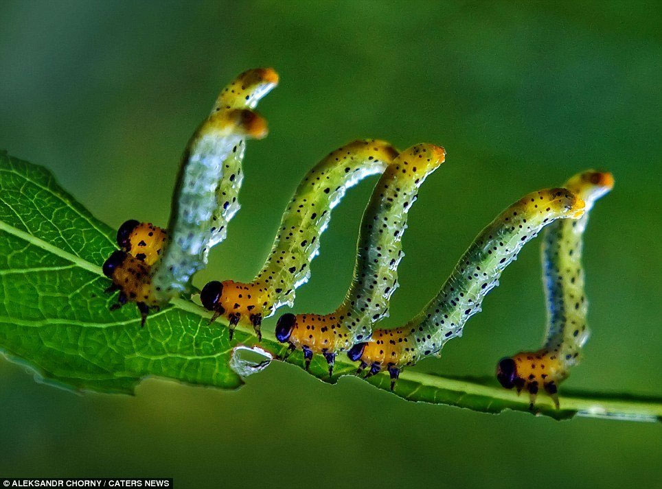 Picture 23 of Who said insects are ugly
