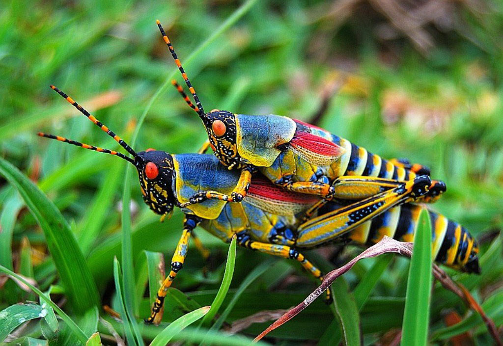 Picture 24 of Who said insects are ugly