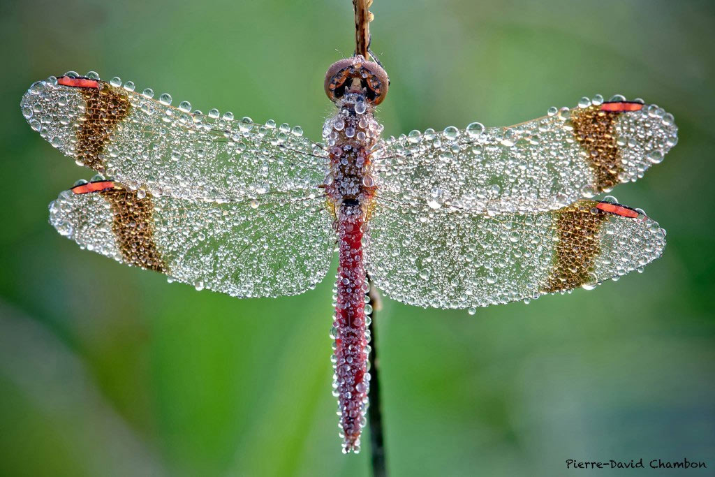 Picture 25 of Who said insects are ugly