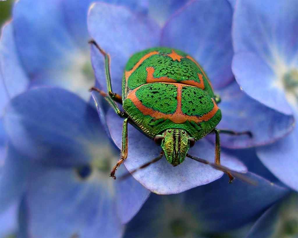 Picture 26 of Who said insects are ugly