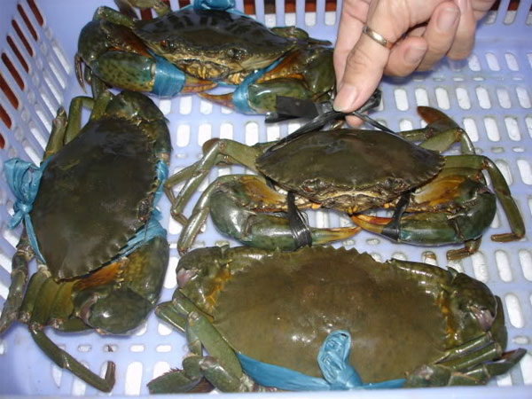 Picture 2 of Who should not eat crabs or crabs?
