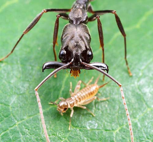 Picture 2 of Why ants 'dominate' the world