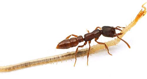 Picture 3 of Why ants 'dominate' the world