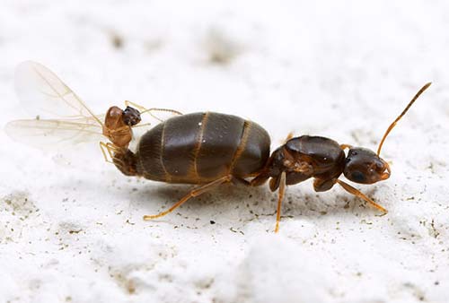 Picture 4 of Why ants 'dominate' the world