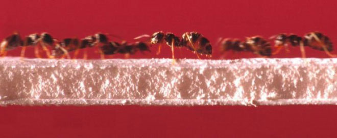 Picture 3 of Why are ants so crowded, but their whole nest never gets in traffic?