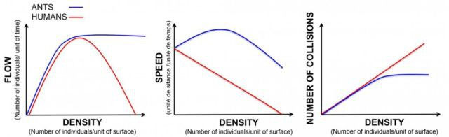 Picture 4 of Why are ants so crowded, but their whole nest never gets in traffic?