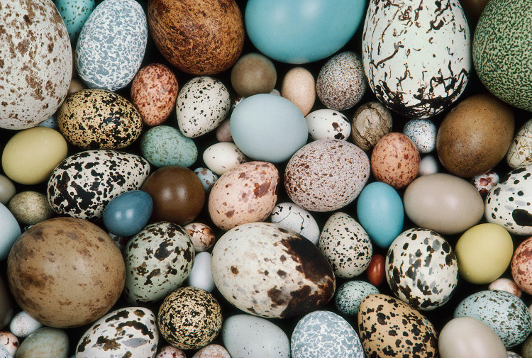 Picture 2 of Why are bird eggs of different shapes?