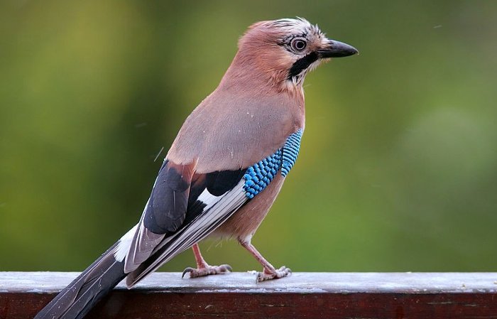 Picture 1 of Why are birds not hairy when they are old?