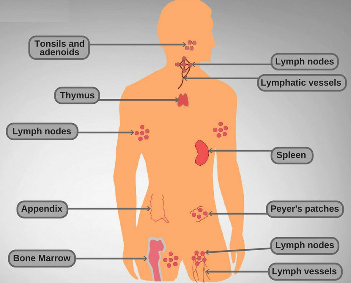 Picture 2 of Why are children and elderly people prone to getting sick?
