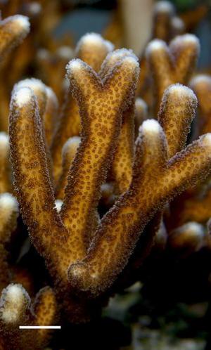 Picture 1 of Why are coral reefs in the world disappearing?