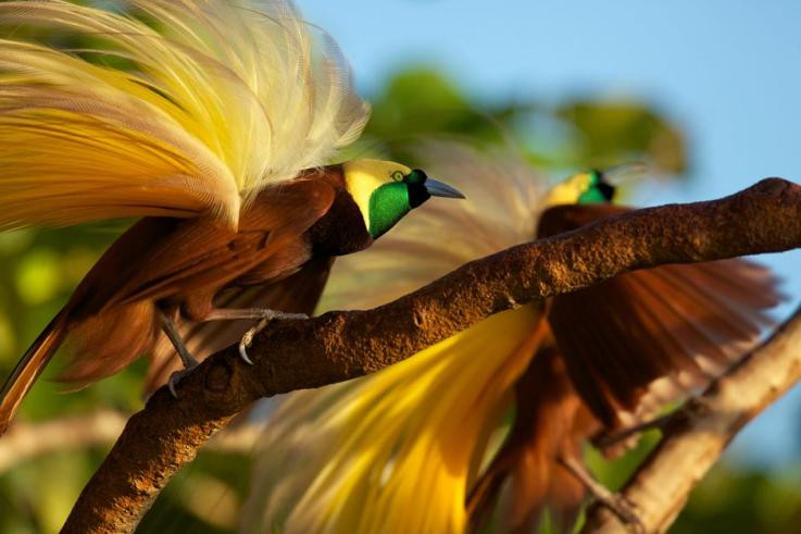 Picture 2 of Why are female birds singing less and less?