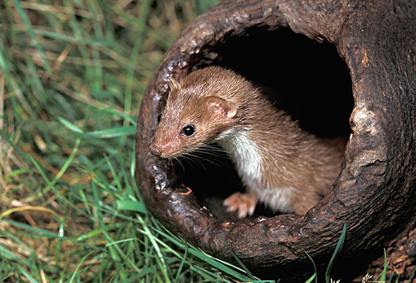 Picture 1 of Why are ferrets bad?