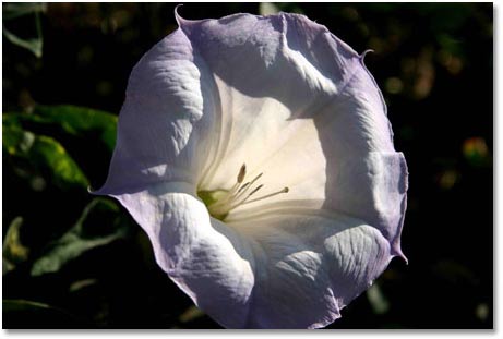 Why are flowers beautiful? images 2