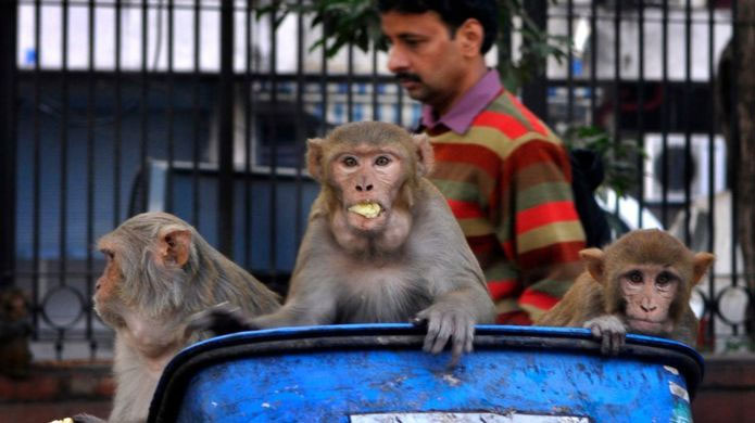Picture 3 of Why are humans susceptible to animal diseases?