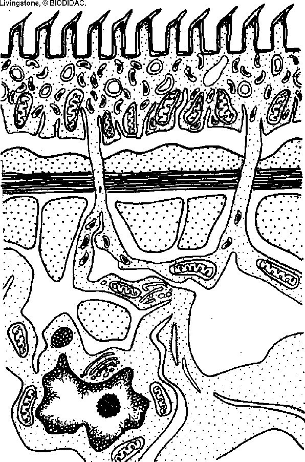 Picture 3 of Why are intestinal parasites not digested in our bodies?