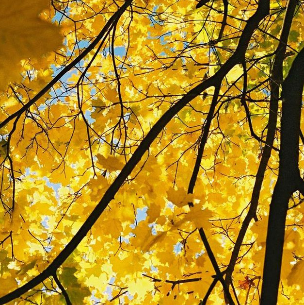 Picture 4 of Why are leaves green?