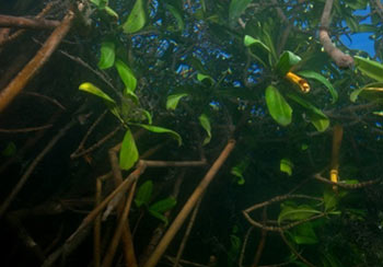Picture 2 of Why are mangrove forests priceless?
