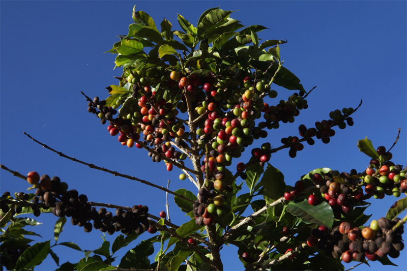 Picture 2 of Why are only some places growing the best coffee in the world?