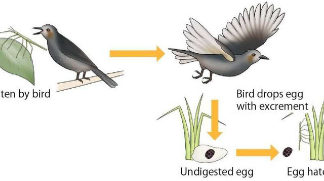 Picture 2 of Why are rod beetles present throughout the planet?