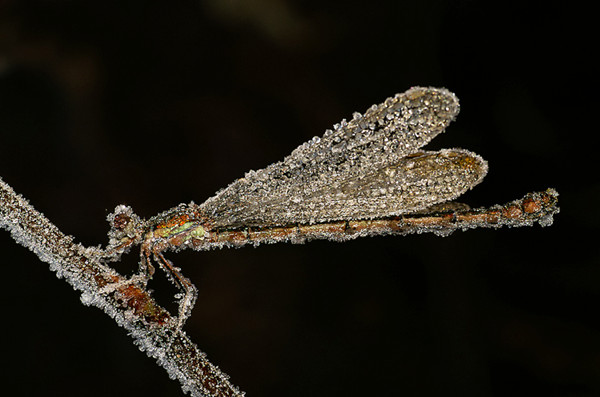 Picture 8 of Why are some animals still alive even if the blood freezes?