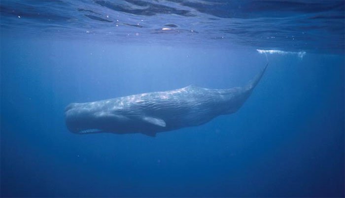 Picture 1 of Why are sperm whales not infected with scuba diving?