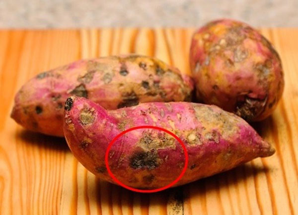 Picture 1 of Why are sweet potatoes hardened or hardened?
