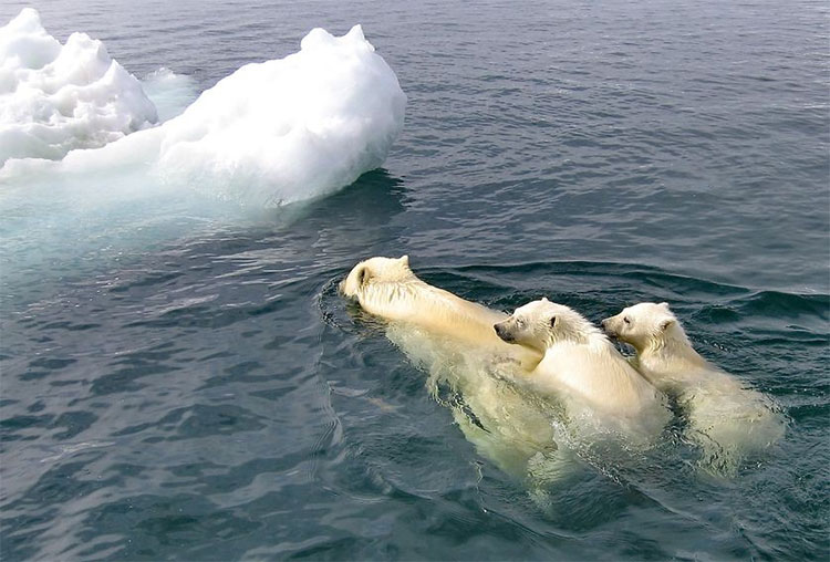 Picture 3 of Why are tens of thousands of walruses stuck on Alaska beaches every year?