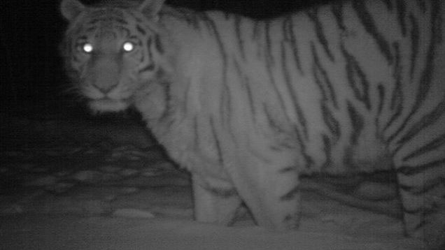 Picture 1 of Why are the eyes of animals glowing under the lights?