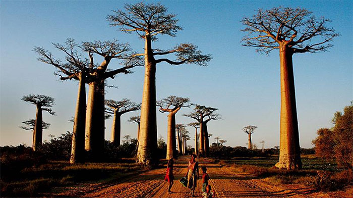 Picture 2 of Why are there species of plants that live more than 1,000 years?