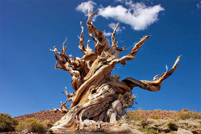 Picture 3 of Why are there species of plants that live more than 1,000 years?