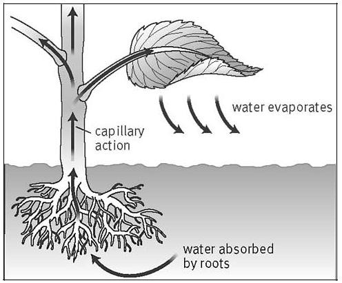 Picture 3 of Why are trees being 'wilted down' when water is lacking?
