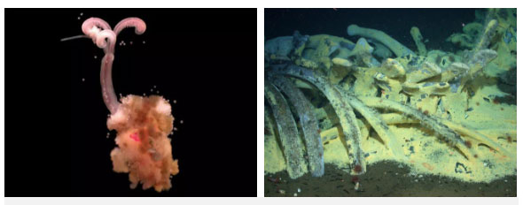 Picture 5 of Why are whales still useful until they die?