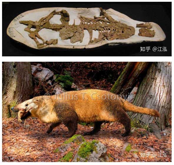 Picture 3 of Why aren't there giant mammals in the dinosaur era?