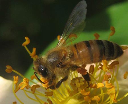 Picture 1 of Why bees cannibalism?