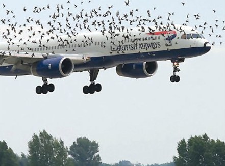 Picture 1 of Why can birds drop planes?