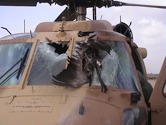 Picture 2 of Why can birds drop planes?