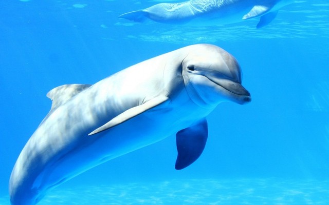 Picture 1 of Why can dolphins just sleep, just ... swim?