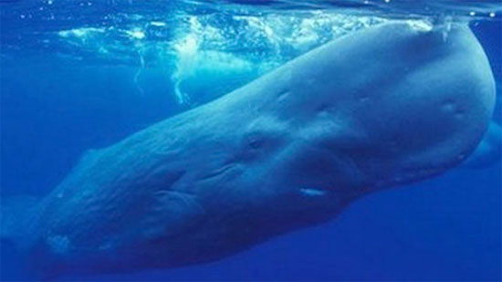 Picture 1 of Why can marine mammals breathe long underwater?