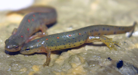 Picture 1 of Why can't humans replicate hearts like newts?