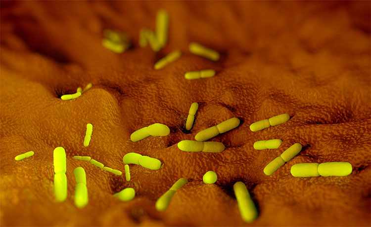 Picture 3 of Why can't plague bacteria be completely eradicated on the planet?