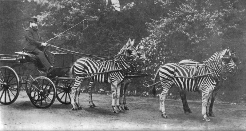 Picture 1 of Why can't tame tigers or rhinos?