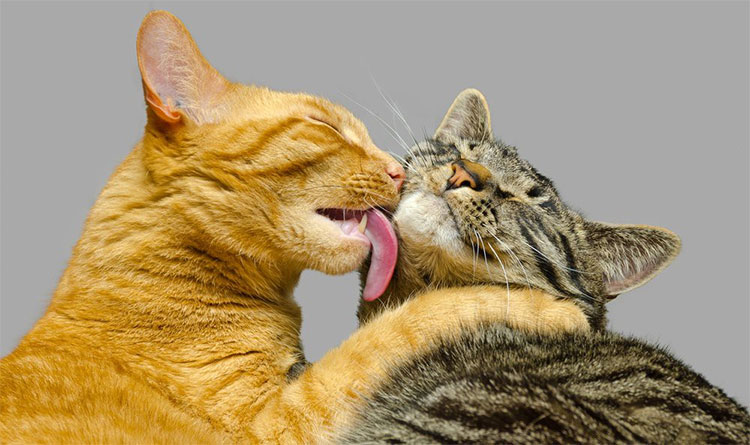 Picture 1 of Why cats lick you?  The answer is simple but not everyone knows!