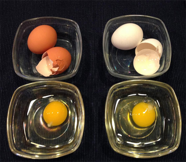 Picture 3 of Why chicken eggs have two colors and the reason is unexpected